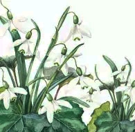 Salvrätik 33x33cm Lumikelluke, 1 tk