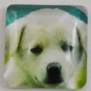 Klaaskamee Koer 15x15mm, 1 tk
