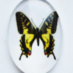 Lasikapussi Perhonen  25x18mm, 1 kpl